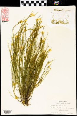 Polygala scoparioides image