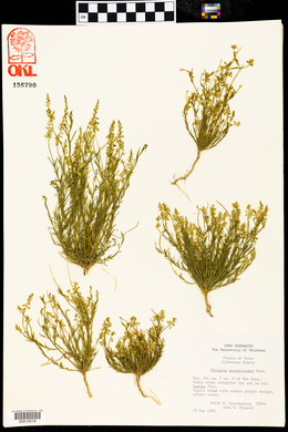 Polygala scoparioides image