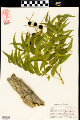 Sapindus saponaria image