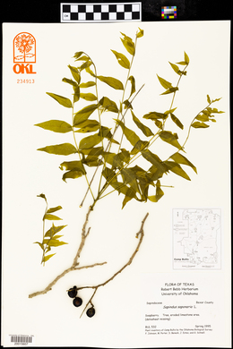 Triodanis perfoliata subsp. biflora image