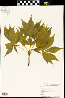 Aesculus glabra image