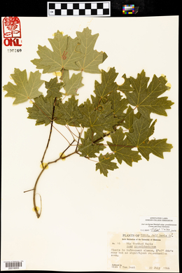 Acer grandidentatum image