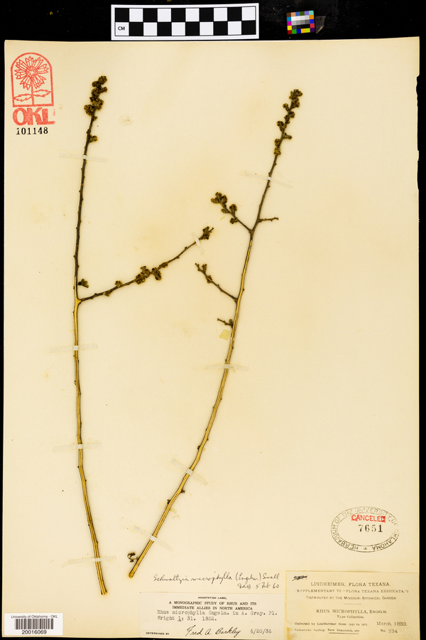 Schmaltzia microphylla image