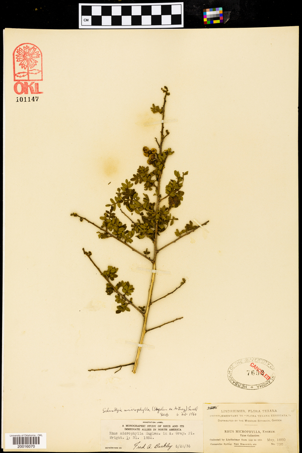 Schmaltzia microphylla image