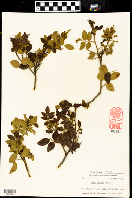 Rhus virens image