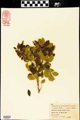 Schmaltzia virens image