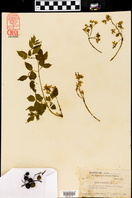 Melia azedarach image
