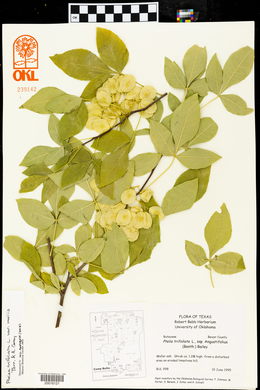 Ptelea trifoliata var. mollis image