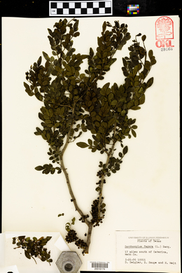 Zanthoxylum fagara image