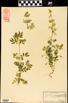 Kallstroemia parviflora image