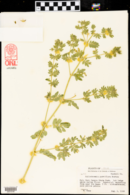 Kallstroemia parviflora image