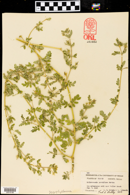 Kallstroemia parviflora image