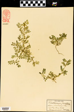 Kallstroemia parviflora image