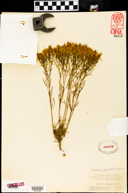 Erythraea beyrichii image