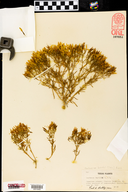 Zeltnera beyrichii image