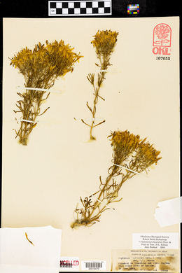 Erythraea beyrichii image