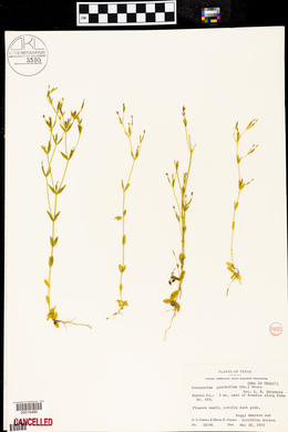 Centaurium pulchellum image