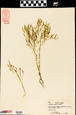 Erythraea texensis image