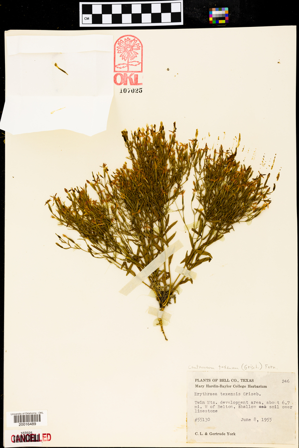 Erythraea texensis image