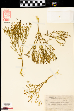 Zeltnera texensis image