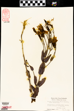 Eustoma grandiflorum image