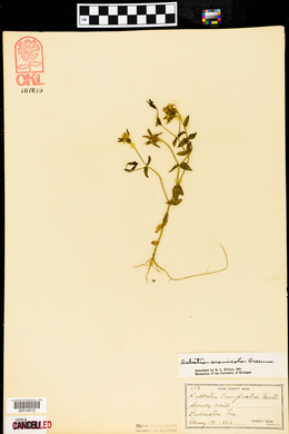 Sabatia arenicola image