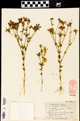 Sabatia campestris image