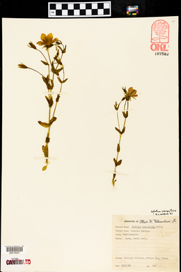 Sabatia campestris image