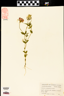 Sabbatia campestris image