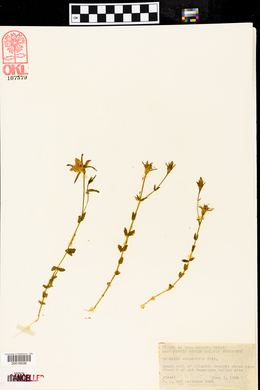 Sabbatia campestris image
