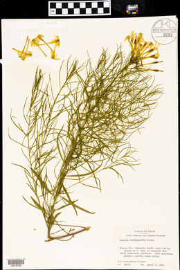 Amsonia salpignantha image