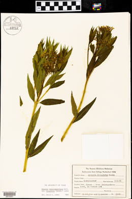 Amsonia tabernaemontana image