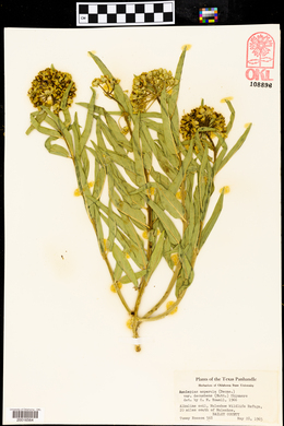 Asclepias asperula var. decumbens image