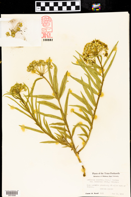 Asclepias asperula var. decumbens image