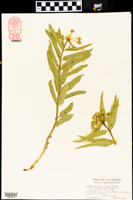 Asclepias asperula var. decumbens image