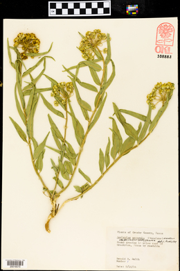 Asclepias asperula var. decumbens image