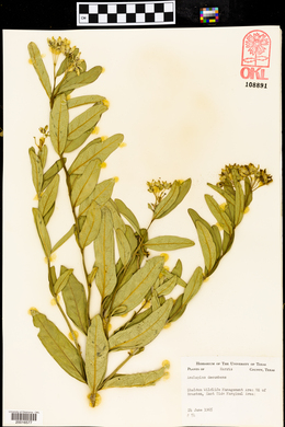 Asclepias asperula subsp. capricornu image