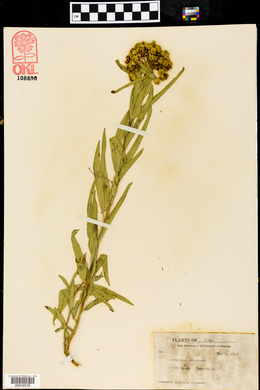 Asclepias asperula subsp. capricornu image