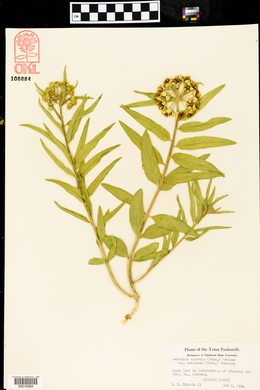 Asclepias asperula var. decumbens image