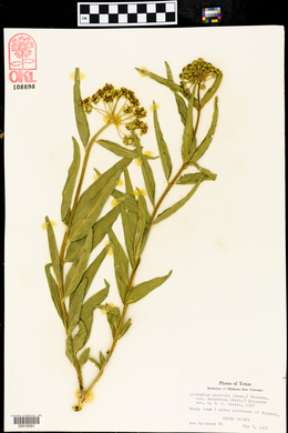 Asclepias asperula var. decumbens image