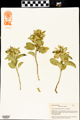 Asclepias oenotheroides image