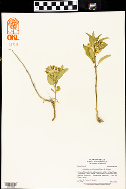 Asclepias oenotheroides image