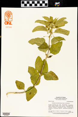 Asclepias oenotheroides image