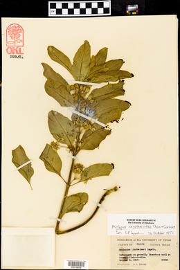 Asclepias oenotheroides image