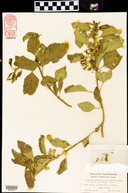 Asclepias oenotheroides image