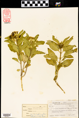 Asclepias oenotheroides image