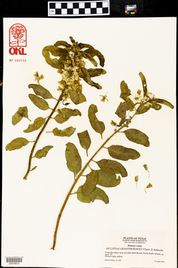 Asclepias oenotheroides image