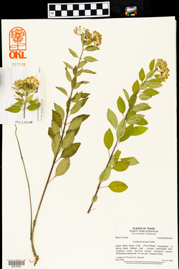 Asclepias texana image