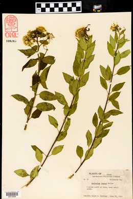 Asclepias texana image