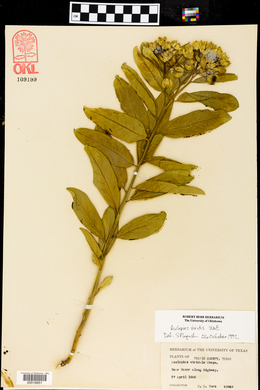 Asclepias viridis image